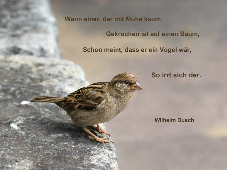 Gedicht Humor Wilhelm Busch